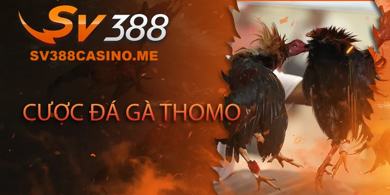 Đá gà Thomo SV388